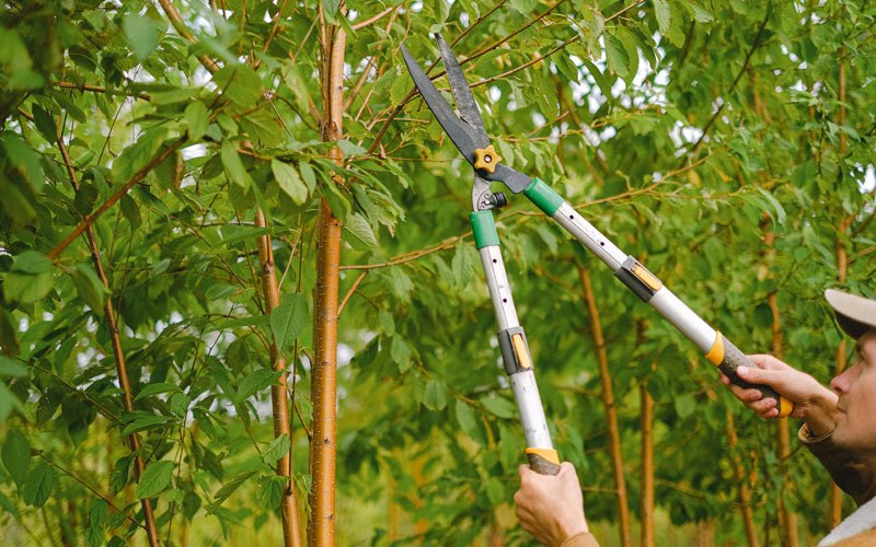 Tree trimming in Bruning, NE