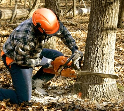 Tree Removal in Bruning, NE